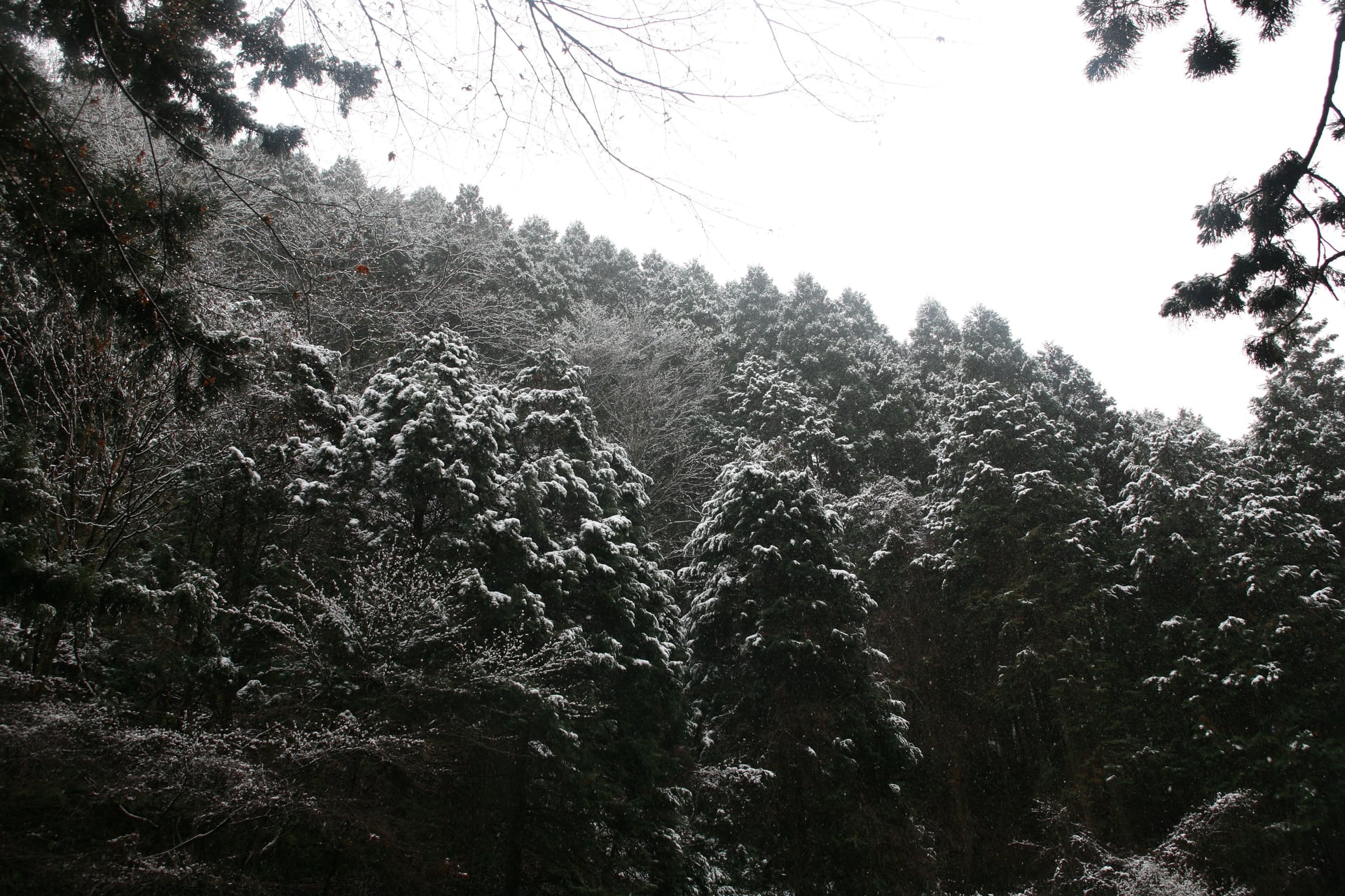 Kurama/Kibune