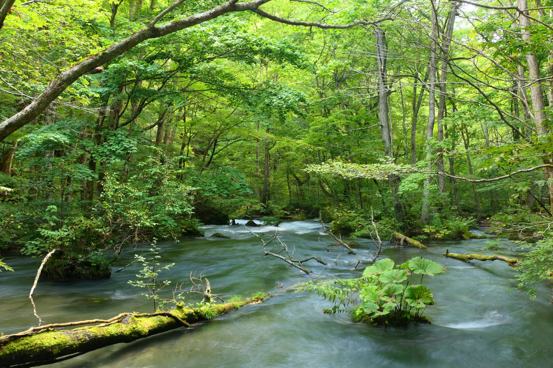 Towada/Oirase area